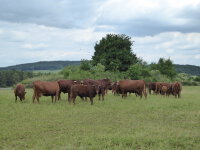 Altmühltaler Weiderind Sauerbraten
